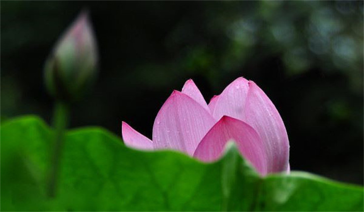 鬼节晚上见鬼了怎么办，鬼节晚上见鬼了怎么办鬼最怕的七种生肖