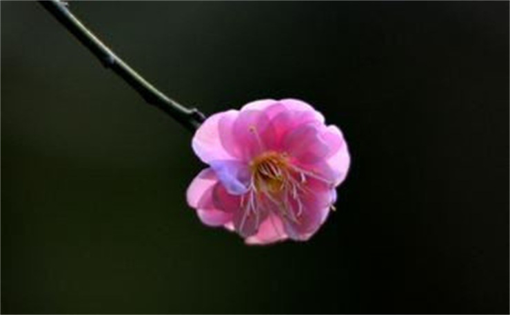 属鸡本命年，属鸡本命年穿什么颜色