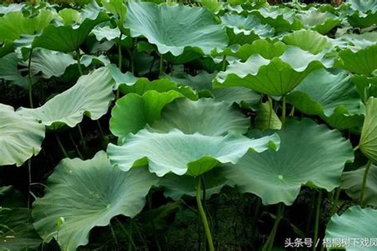 2023年虎宝宝最新最特别乳名（男孩起名字瑞怎么样）