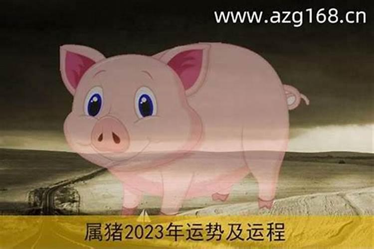 生肖猪2023年运势及运程详解!_属猪今天运势和财运