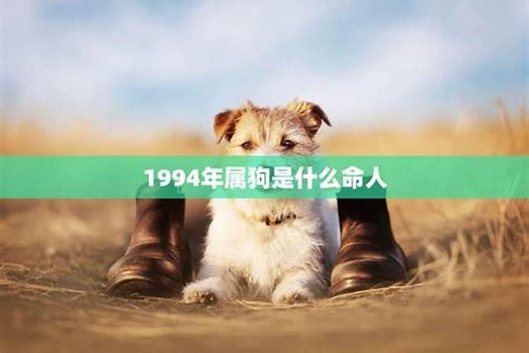 怎看自己是什么命？1994年属狗一生学业